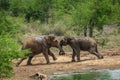 Two wild bull elephants fight at Udawalawa, Sri Lanka