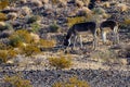 Two Wild Burros graze on a prairie Royalty Free Stock Photo