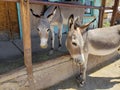 Two wild burros in Oatman, Arizona on Route 66 Royalty Free Stock Photo