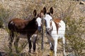 Two wild burros Royalty Free Stock Photo