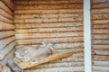 Two wild cat lynx sleeps in captivity in zoo cage Royalty Free Stock Photo