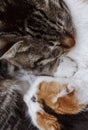 Two couplewild cats cuddle in a box in the cold winter