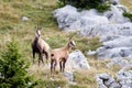 Two wild chamois standing on a field, Jura mountain, France