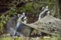 Two Wild city Raccoons scrounge for food. Royalty Free Stock Photo