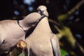 Collared Doves in Love Royalty Free Stock Photo