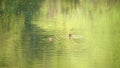 Two wild crakes floating on green water surface, diving and looking for food, 4k movie, slow motion