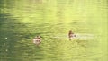 Two wild crakes floating on green water surface, diving and looking for food, slow motion