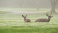 Two wild deers male with antlers and female grazing. Couple or pair of animals. Royalty Free Stock Photo