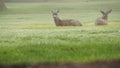 Two wild deers male with antlers and female grazing. Couple or pair of animals.