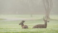 Two wild deers male with antlers and female grazing. Couple or pair of animals.