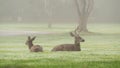 Two wild deers male with antlers and female grazing. Couple or pair of animals. Royalty Free Stock Photo