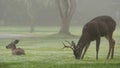 Two wild deers male with antlers and female grazing. Couple or pair of animals. Royalty Free Stock Photo