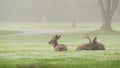 Two wild deers male with antlers and female grazing. Couple or pair of animals. Royalty Free Stock Photo