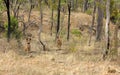 Two wild dingo`s in the dry bush