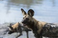 Two Wild Dogs by the water Royalty Free Stock Photo