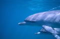 Two Wild Dolphins Profile Royalty Free Stock Photo