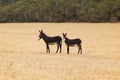 Two wild donkeys on harvested field. Undomesticated animals are often seen in Karpass region of Northern Cyprus Royalty Free Stock Photo