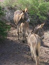 Two Wild Donkeys with their Foal Royalty Free Stock Photo