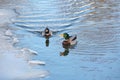 Two wild drakes swim at the edge of the ice