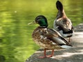 Wild mallard duck drakes on the lake side looking at photographer