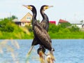 Two wild ducks flew to the lake Royalty Free Stock Photo