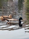 Two wild ducks of different sexes and colors are swimming on the water of the river Royalty Free Stock Photo
