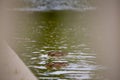 Two wild ducks eating a loaf of bread in a lake full of leafs and trash rubbish. Dirty city lake. Royalty Free Stock Photo