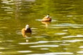 Two Wild ducks floating in the city park pond. Wild nature Royalty Free Stock Photo