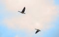 Two wild ducks flying Royalty Free Stock Photo