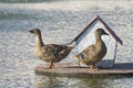 Two wild ducks on the lake. Breeding of birds on reservoirs in the city Royalty Free Stock Photo