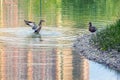 Two wild ducks in the lake in the early morning Royalty Free Stock Photo