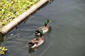 Two Wild Ducks in lake Royalty Free Stock Photo