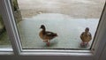 Two wild ducks looking in home through an antique glass door