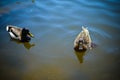 Two wild ducks swim in the river or lake Royalty Free Stock Photo