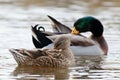Two wild ducks, male and female, swimming in the lake. Royalty Free Stock Photo