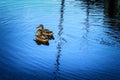 Two Wild Ducks in Pond or Lake with Water Background. Royalty Free Stock Photo