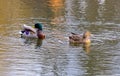 Two wild ducks in river Royalty Free Stock Photo