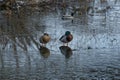 Two wild ducks sit in water on gray ice on a frozen lake Royalty Free Stock Photo