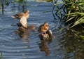 Two wild ducks sitting on rocks Royalty Free Stock Photo