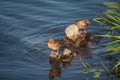 Two wild ducks sitting on rocks Royalty Free Stock Photo