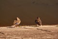 Two wild ducks sitting in the sun on the edge of the lake Royalty Free Stock Photo