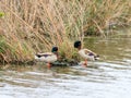 Two wild ducks stand in thickets of reeds in the reserve on Lake Hula in Israel Royalty Free Stock Photo