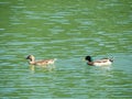 Two wild ducks swim in the lake. Nature scenery background. Royalty Free Stock Photo
