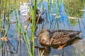 Two wild ducks swim in a lake in the park among reed thickets Royalty Free Stock Photo