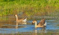 Two wild ducks swim Royalty Free Stock Photo