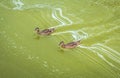 Two wild ducks swim on river Royalty Free Stock Photo