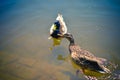 Two wild ducks swim in the river or lake Royalty Free Stock Photo