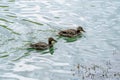 Two wild ducks swimming in the lake in Serbia Royalty Free Stock Photo