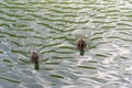 Two wild ducks swimming in the lake in Serbia Royalty Free Stock Photo