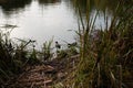 Two wild ducks swimming near the shore of a calm lake Royalty Free Stock Photo